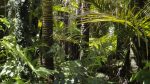 rainforest-78516_1280