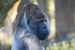 silverback-4010328_1280