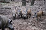 wild-boars-1000371_1280