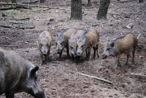 Αγριογούρουνα κάνουν…νυχτερινή βόλτα σε κεντρικό δρόμο της Τουρκίας ανάμεσα στους ανθρώπους(vid)