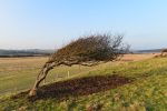 wood-2695339_1280 (1)