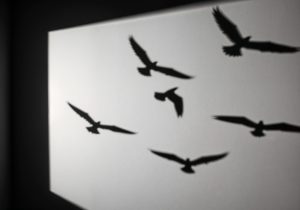 Ηθοποιούς… πτηνά έχετε ξαναδεί;; Δείτε πώς κορόιδευαν τους ανθρώπους, video