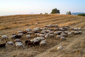 Θεσσαλονίκη: Η προσοχή στη μεταφορά ζώων και τα μέτρα βιοασφάλειας ασπίδα για την ευλογιά των προβάτων