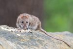 brown-rat-2115585_1280