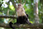 capuchin-monkey-8530884_1280