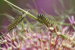 Τηγανητές κάμπιες Cassia…Η λιχουδιά του Βιετνάμ που δεν χωνεύεται!