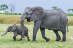 elephant-2923916_1280 (1)