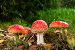 fly-agaric-516281_1280