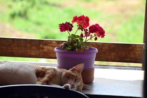 Θεσσαλονίκη: Ξεπέρασαν τις 200 οι συμμετοχές για τον διαγωνισμό «Πράσινο Μπαλκόνι»