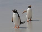 gentoo-penguins-337589_1280