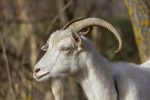 goat-3792266_1280