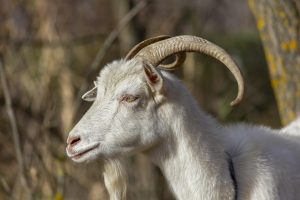 Ρομπότ…κατσίκα με φωτεινά κέρατα έχετε ξαναδεί; Σουρεαλιστικό βίντεο