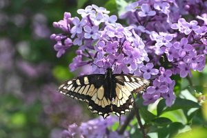 Ποιοι γιορτάζουν σήμερα 5 Μαΐου