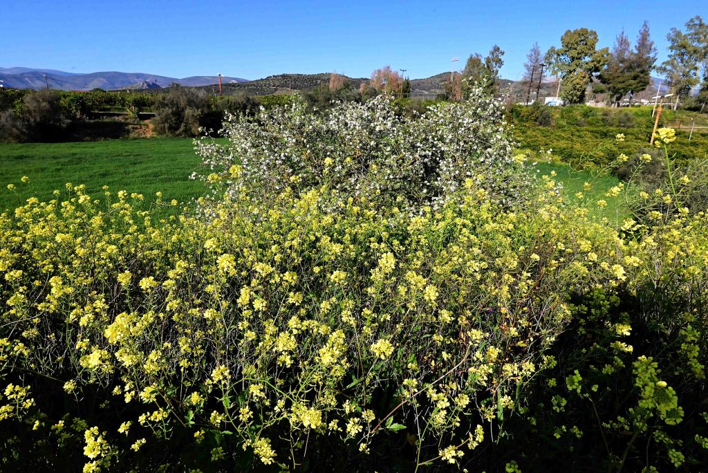 Ποιοι γιορτάζουν σήμερα 11 Απριλίου