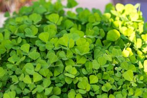Νέα έρευνα στο Τέξας: Εκχυλίσματα fenugreek και μπάμιας αφαιρούν με ασφάλεια τα μικροπλαστικά από το νερό!