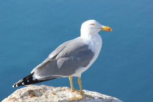Απίστευτο: Γλάρος «Νιαουρίζει» για τροφή για γάτες από αυτόματο πωλητή! vid