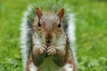 squirrel-2962847_1280