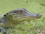 aligator-4220630_1280