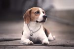 beagle-5392662_1280