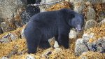 black-bear-4712621_1280