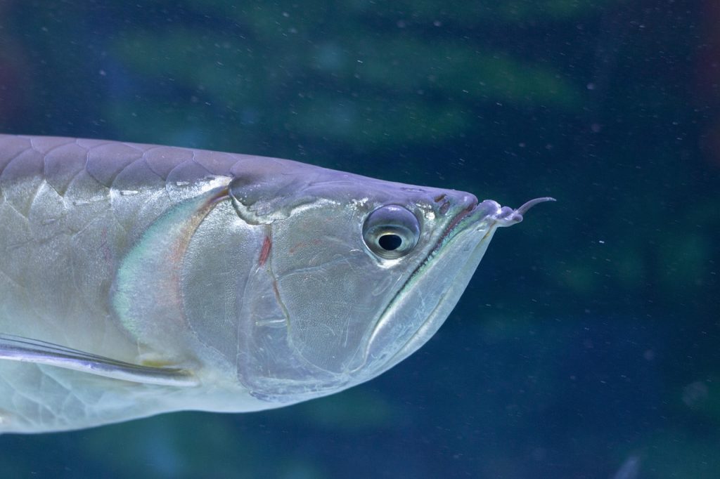 Ψάρι γίνεται ο ορισμός τού «μην το βάζεις κάτω» (BINTEO)