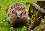 hedgehog-1759027_1280 (1)