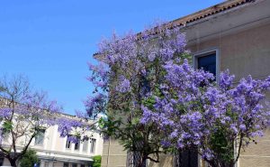 Ίδιο το σκηνικό του καιρού σήμερα με ζέστη και ισχυρούς βοριάδες – Πέφτει η θερμοκρασία από αύριο