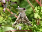 moth-2204336_1280