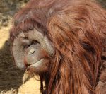 orangutans-3474012_1280