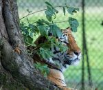 siberian-tiger-6655960_1280