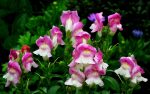 snapdragons-4395914_1280