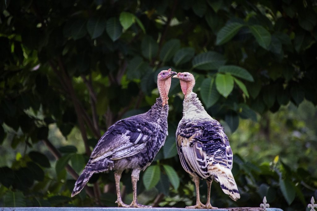 Διανομέας παλεύει να γλιτώσει…από δύο γαλοπούλες σε viral βίντεο!