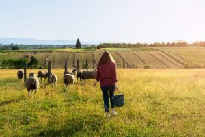 Ευλογιά προβάτων: Έκτακτα μέτρα στην κτηνοτροφία – «Εξαιρετικά κρίσιμη κατάσταση»