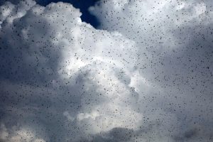«Οι Ρώσοι φταίνε»! Χαμός στην Ουκρανία με εικόνες που παραπέμπουν σε «πληγή του Φαραώ» – video