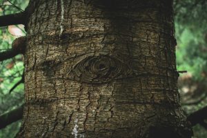 Sacro Bosco: Γιατί το “Ιερό Δάσος” της Ιταλίας είναι ένας κήπος γεμάτος πέτρινα “τέρατα”; (vid, photo)