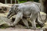 elephantaki