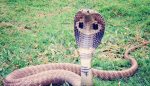 snake