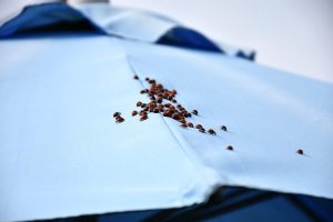 Αντιμέτωποι με τεράστιο σμήνος από πασχαλίτσες οι Βρετανοί! Εντυπωσιακές εικόνες