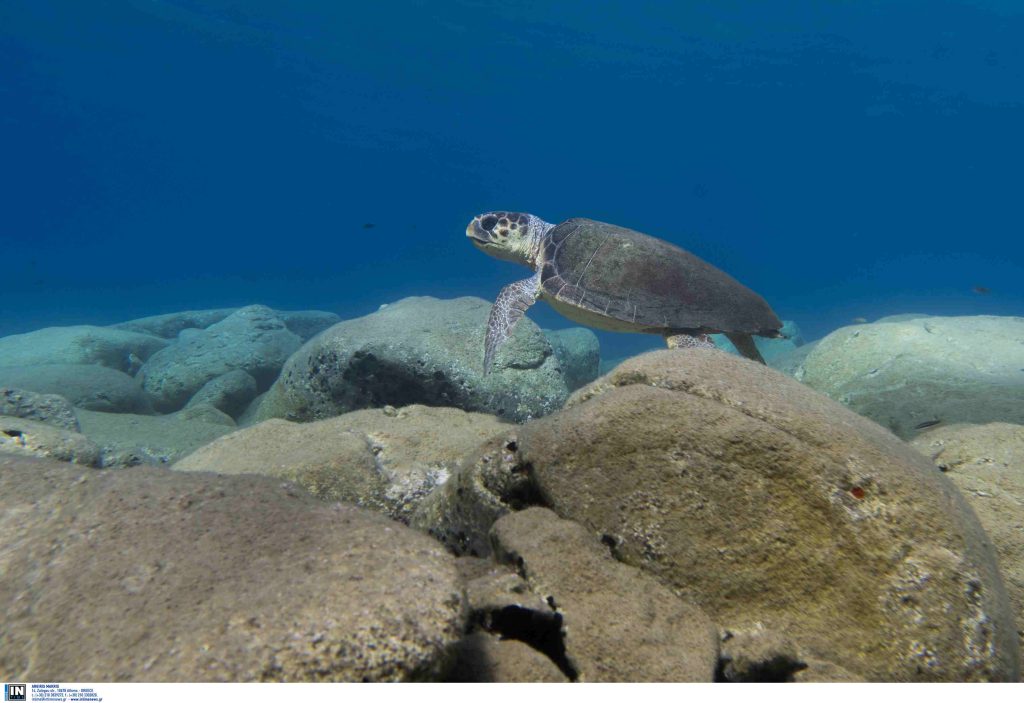 Απίστευτο συμβάν σε παραλία της Αναβύσσου: Θαλάσσια χελώνα επιτέθηκε σε λουόμενη – Της έκοψε το δάχτυλο