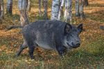 agriogourouno