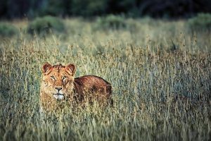 Οδηγός κάνει το αδιανόητο σε…σαφάρι με ομάδα τουριστών! ΒΙΝΤΕΟ