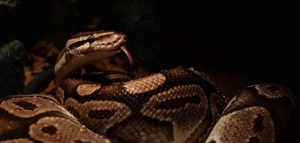 Απίστευτο βίντεο! Σε σοκ οικογένεια στη Μαλαισία όταν πύθωνας 60 κιλών πέφτει από την οροφή του μπάνιου