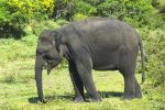 elephant elefantas