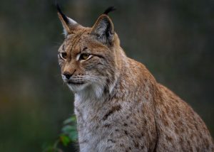 Σφοδρές αντιδράσεις για ζωολογικό κήπο στη Δανία: Ζητά να του δωρίσουν κατοικίδια για να… ταΐσει τα σαρκοφάγα του