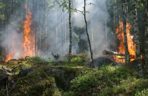 Γαλλία: Υπό έλεγχο η χειρότερη πυρκαγιά των τελευταίων ετών – Έγιναν “στάχτη” 130.000 στρέμματα