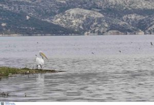 Εντυπωσιακή ψαριά στην Κοζάνη! Έπιασαν γουλιανό 100 κιλών και 2,7 μέτρων στην λίμνη Πολυφύτου, vid