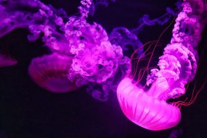 Σε “πολιορκία” οι ελληνικές θάλασσες από τις μωβ μέδουσες: Οδηγίες του Ερυθρού Σταυρού – ΧΑΡΤΗΣ
