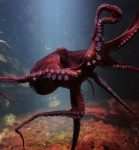 octopus