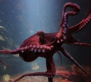 Απίστευτο! Σουηδός μουσικός μαθαίνει σε ένα πανέξυπνο χταπόδι να παίζει πιάνο – Δείτε βίντεο