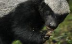 Honey Badger